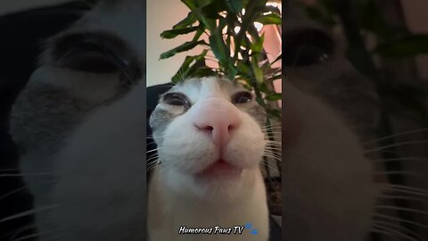 funny animals🐶🐱