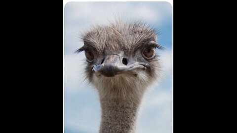 The farm has successfully got the Stay Order accepted!!!/Save Our Ostriches