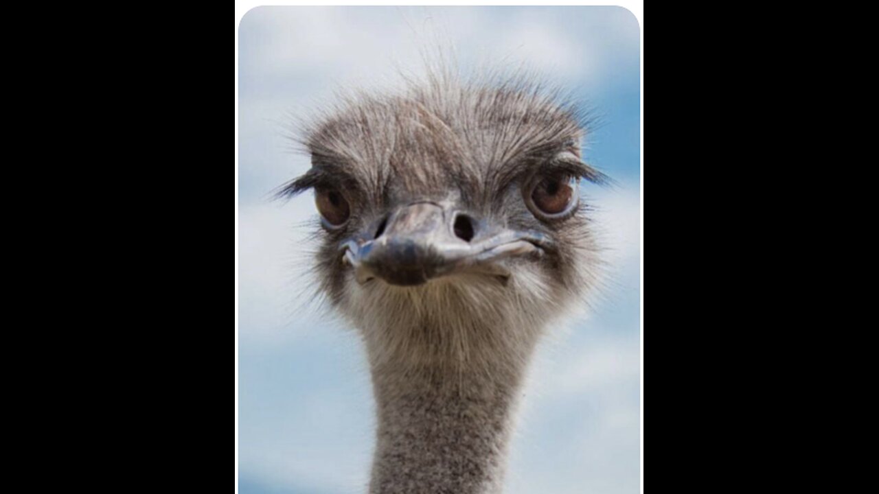 The farm has successfully got the Stay Order accepted!!!/Save Our Ostriches