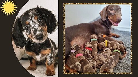 Latest Cute miniature Dachshund IG Compilation The Best Cute puppies Dachshund Around the World