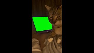 Cat Side-Eyeing Laptop | Green Screen #sideeye #attitude #relatable #cat #cats #kitten #catlover