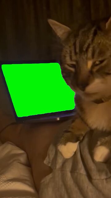 Cat Side-Eyeing Laptop | Green Screen #sideeye #attitude #relatable #cat #cats #kitten #catlover