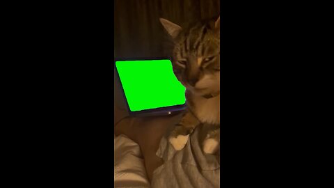 Cat Side-Eyeing Laptop | Green Screen #sideeye #attitude #relatable #cat #cats #kitten #catlover