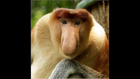 OCTOBER 22, 2025: LEO'S GOT AN ODD NOSE TOO
