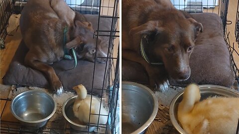 Duckling adorable chills in the dog bowl