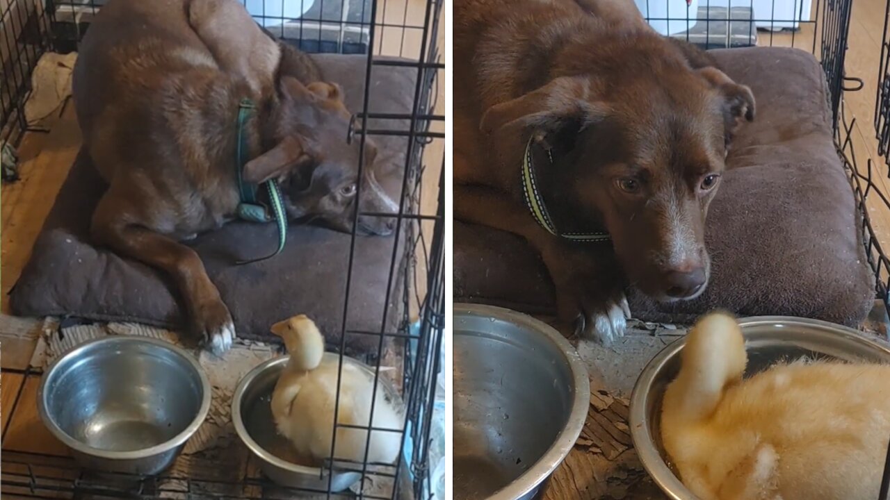 Duckling adorable chills in the dog bowl
