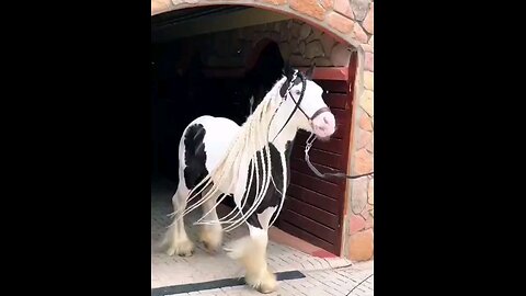 Beautiful Mare
