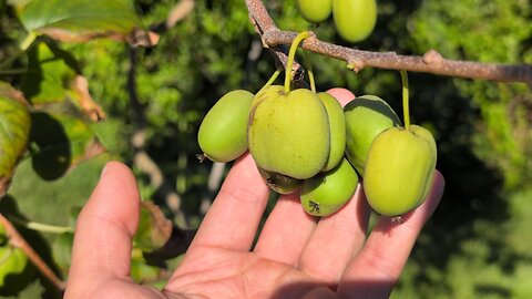 Ferme Kiwi Passion