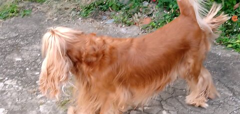 dogshow entertainment film dog Animals pet cute