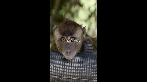5 mind blowing facts about monkeys