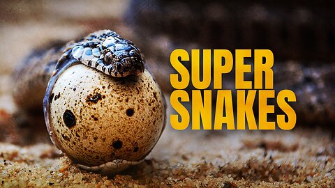 Super Snakes