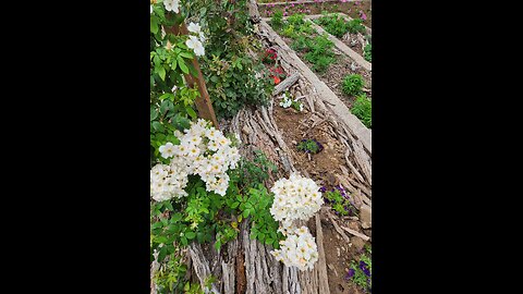 Demonstration: Plant a Drift Rose in Brimstone Clay