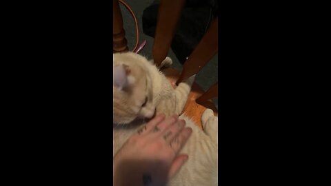 Cat doesn’t let me sit down