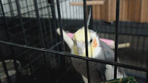 talking cockatiel banjo random funnies