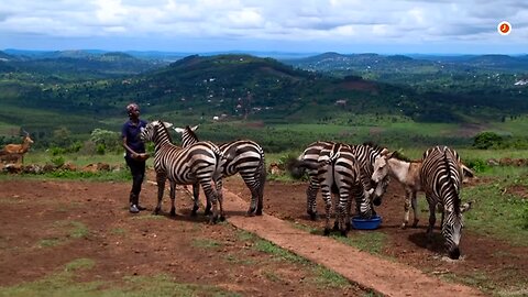 Zebras, lions and lemurs : this Ugandan vet cares for 1000 animals