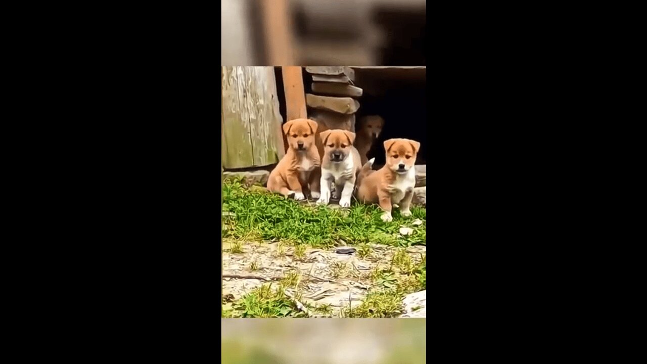 Cats Annoying Dogs (and Dogs Loving It!)