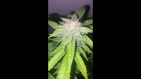 Zamnesia frosted guava auto