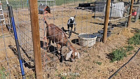 Graham Family Farm NW: 9:20 AM July 14 2025