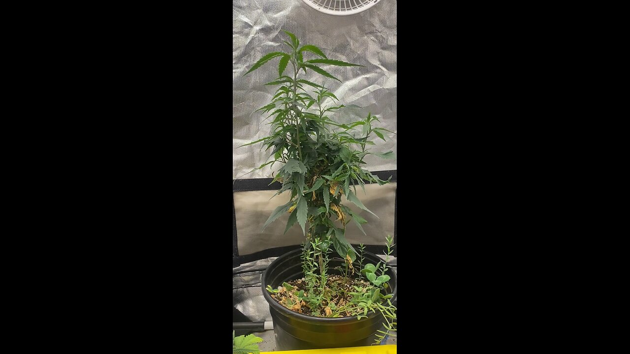 How to Re-Veg cannabis