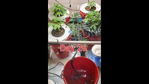 Another RDWC update and flower status