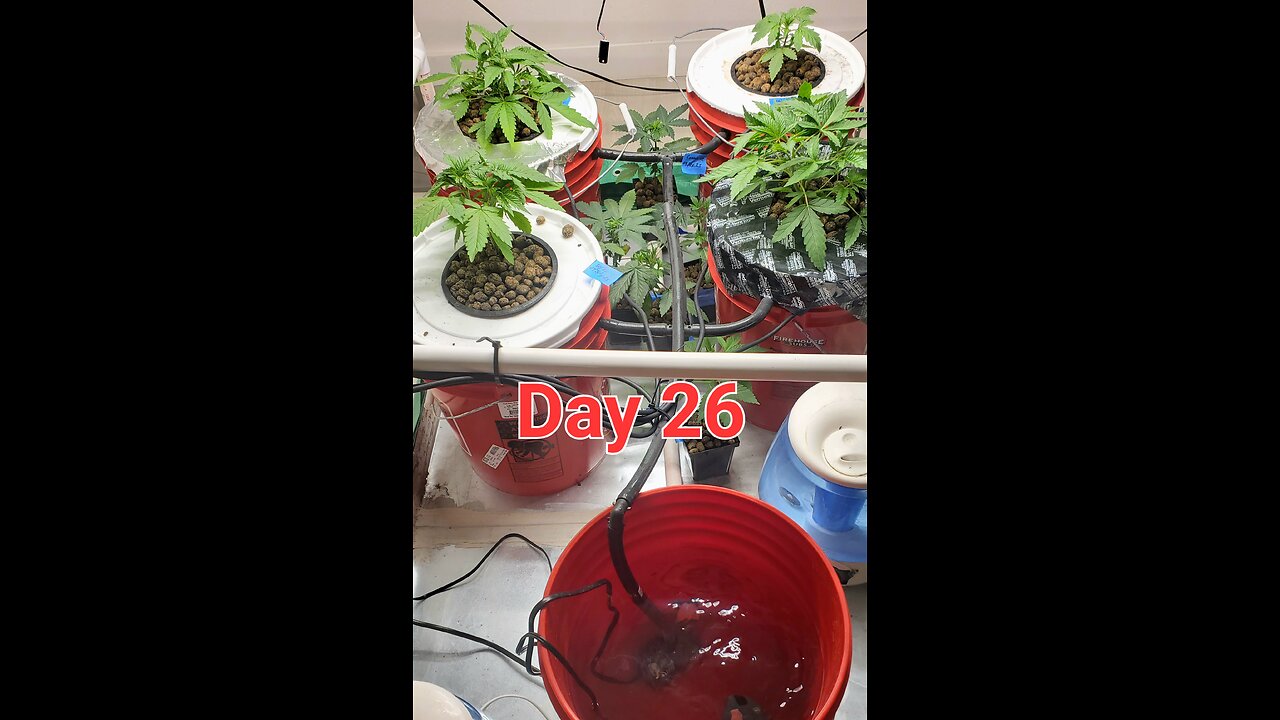 Another RDWC update and flower status