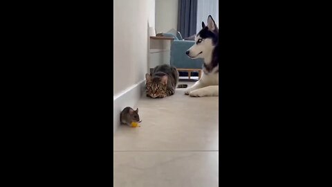 doggy, don't disturb!!!