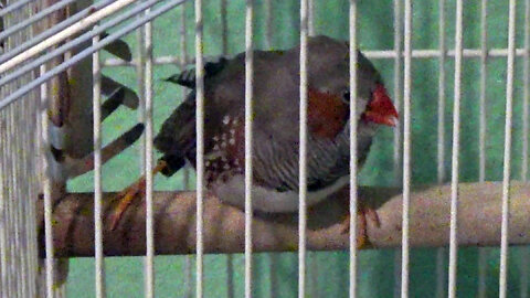 IECV PBV #135 - 👀 Jumper Hanging Out On His Perch 🐤3-28-2021