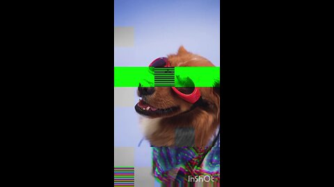 dog lover