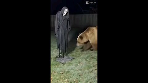 Witch Vs Bear See What Happened Next