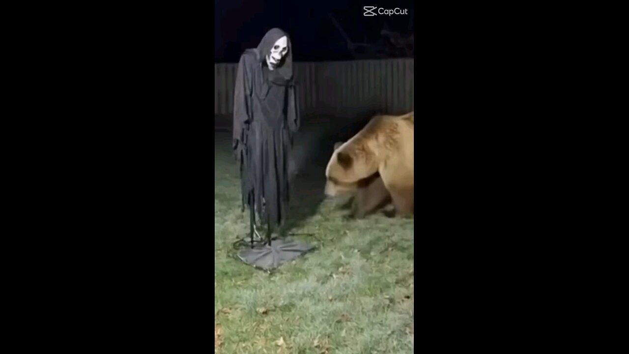 Witch Vs Bear See What Happened Next