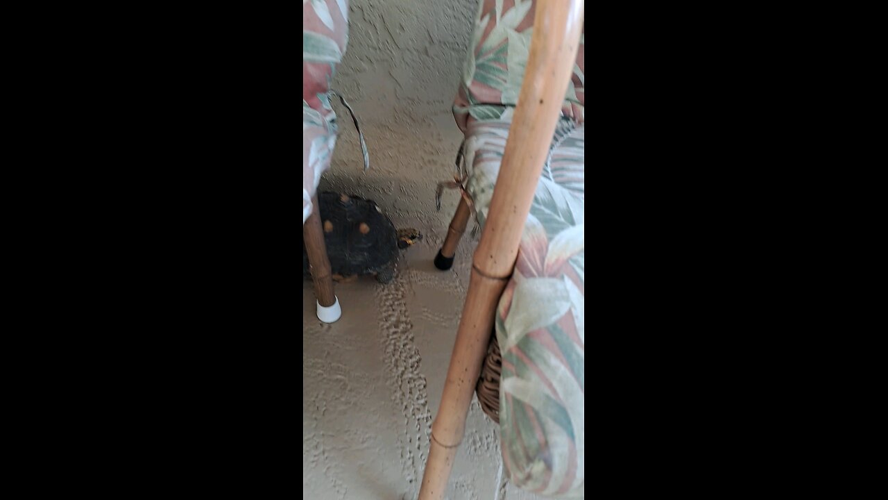 More footage of the Tortoise