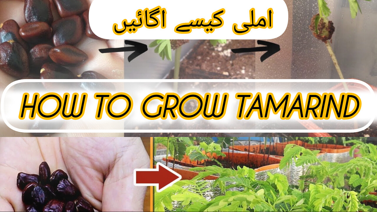 tamarind #trending#viral#shorts# / Tanvika Trends https://www.youtube.com/watch?v=JaQqFT_M1LA