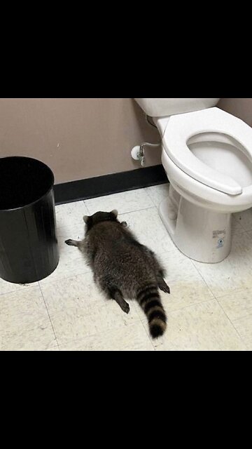 Un mapache irrumpe en una licorería, se emborracha y se desmaya en el baño