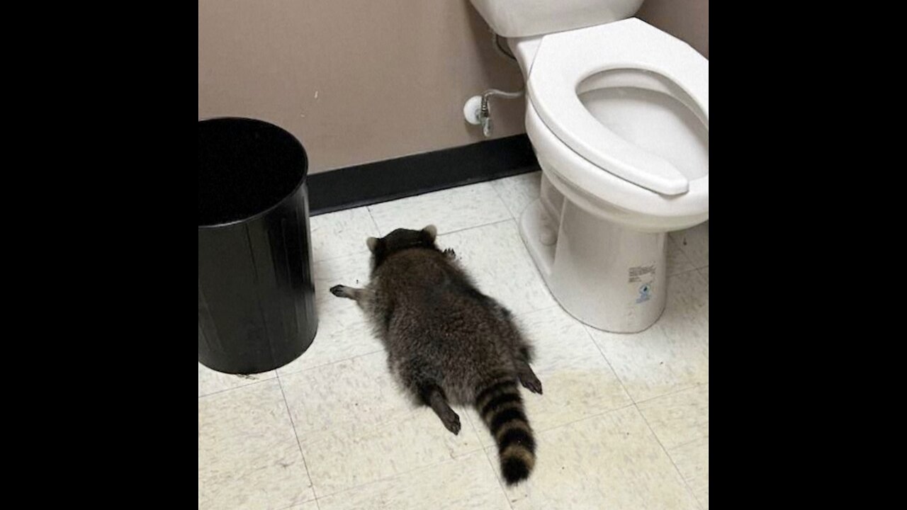 Un mapache irrumpe en una licorería, se emborracha y se desmaya en el baño