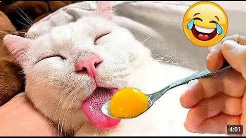 Hilarious Cats and Dogs Moments 😂😹 Funny Animal Videos 🤣