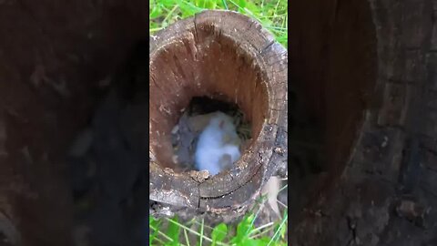 cute little bunny sleeping in a tree hole