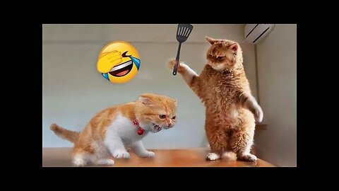 New Funny Animals 😂 Funniest Cats and Dogs Videos 😺🐶
