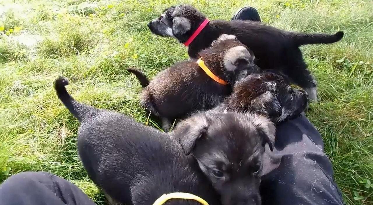 5-week-old German Shepherd Puppies: Playtime Highlights