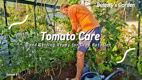 Tomato Care & Crop Rotation Prep for a Healthy UK Garden | Prevent Blight & Grow More!