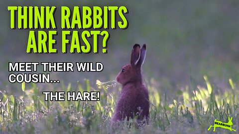 Think rabbits are fast Meet their wild cousin ...the hare! #naturelovers #wildlifefacts