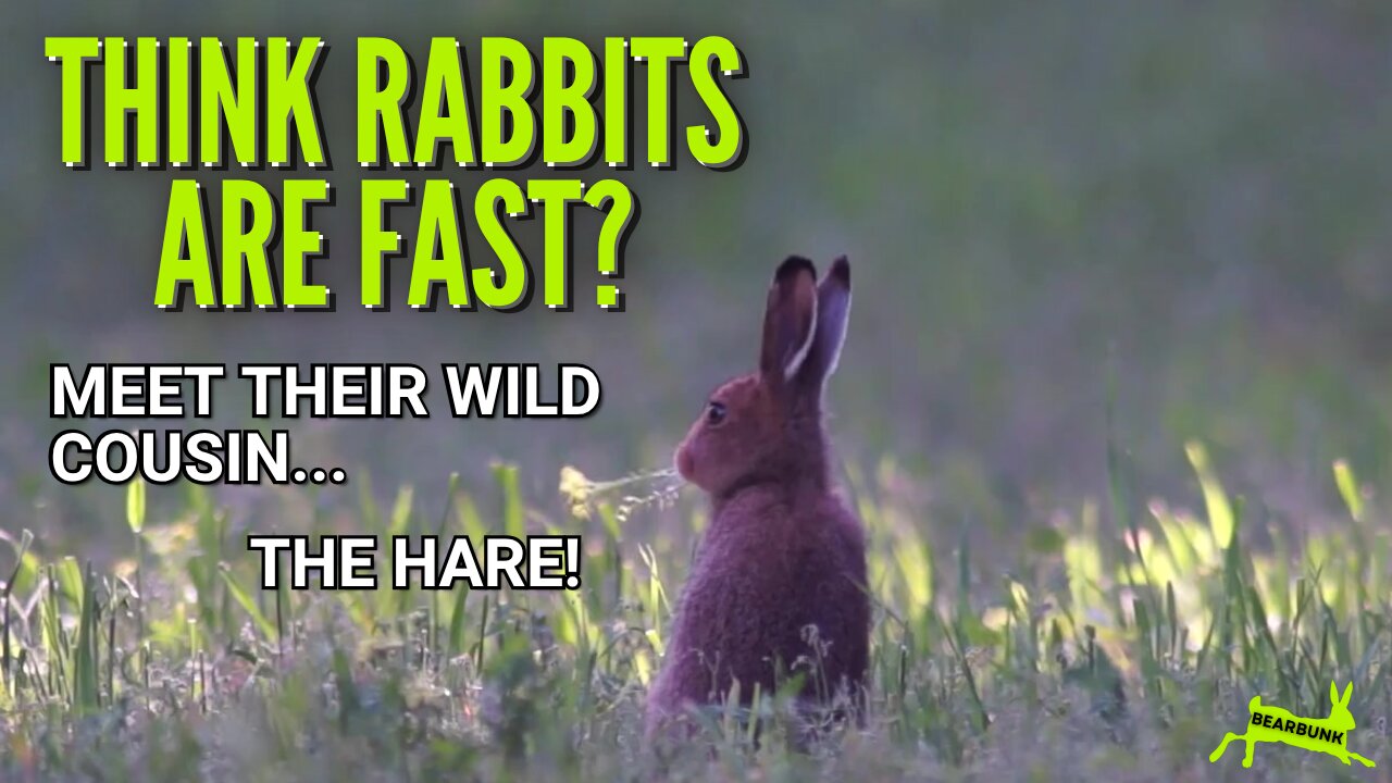 Think rabbits are fast Meet their wild cousin ...the hare! #naturelovers #wildlifefacts