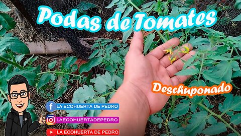 poda de tomates