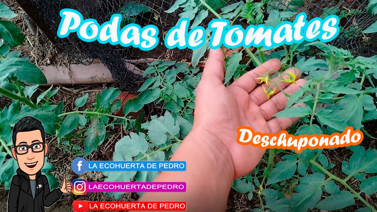 poda de tomates