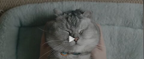 pets in action