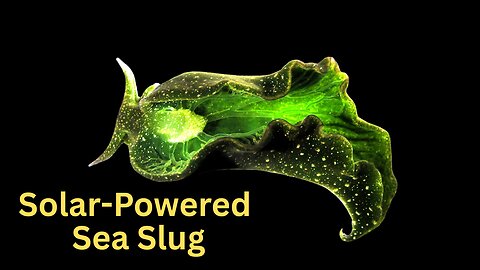 Elysia chlorotica: The Solar-Powered Sea Slug
