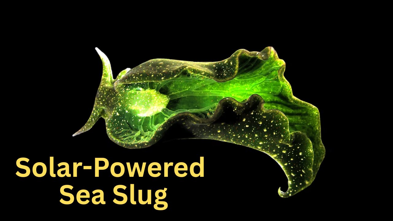 Elysia chlorotica: The Solar-Powered Sea Slug