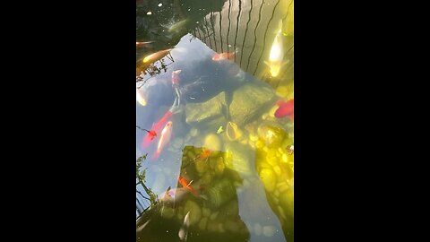 Koi carp
