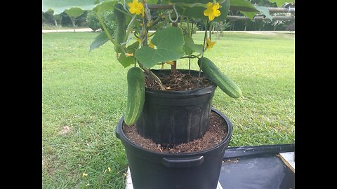 Harvesting Our First Cucumber In Southern Mississippi 5/19/25