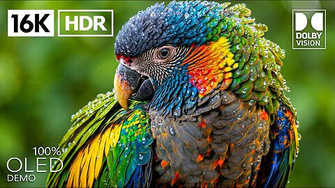 Beautiful OLED Test Demo | 16K HDR 240 FPS | Dolby Vision (8K/4K Video TV)