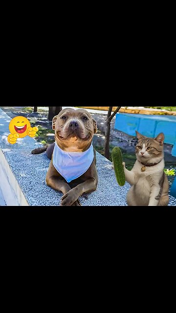 Funny cute animals🐶😹😊